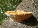 Erlen-Schillerporling-Inonotus radiatus