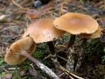Behangener Häubling-Galerina stylifera
