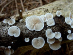 Gemeines Stummelfüsschen-Crepidotus variabilis