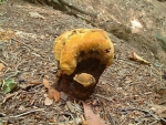 Kiefern-Braunporling-Phaeolus spadiceus