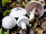 Rundsporiger Egerling-Agaricus osecanus