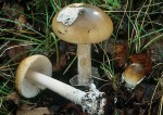 Grauhäutiger Scheidenstreifling-Amanita submembranacea