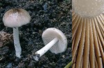 Netzaderiger Mistpilz-Bolbitius reticulatus