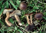 Graubrauner Samtschneckling-Camarophyllopsis schulzeri