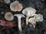 Graufilziger Trichterling-Clitocybe trullaeformis