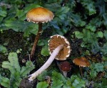 Behangener Glockenschüppling-Conocybe vestita