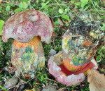 Falscher Satansröhrling-Boletus legaliae