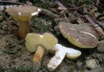 Hasenröhrling-Gyroporus castaneus