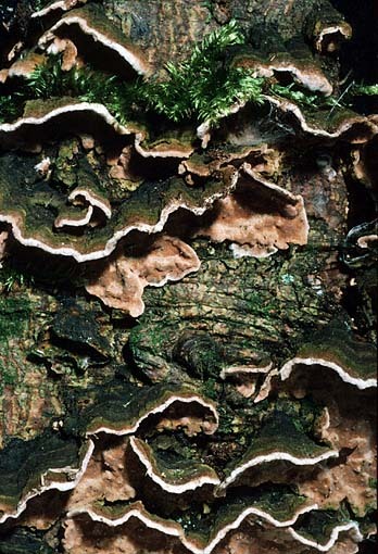 Tannen-Schichtpilz-Amylostereum chailletii