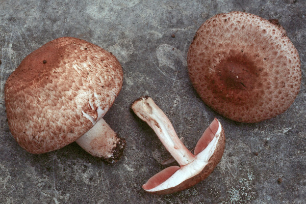 Dunkelfaseriger Egerling-Agaricus fuscofibrillosus