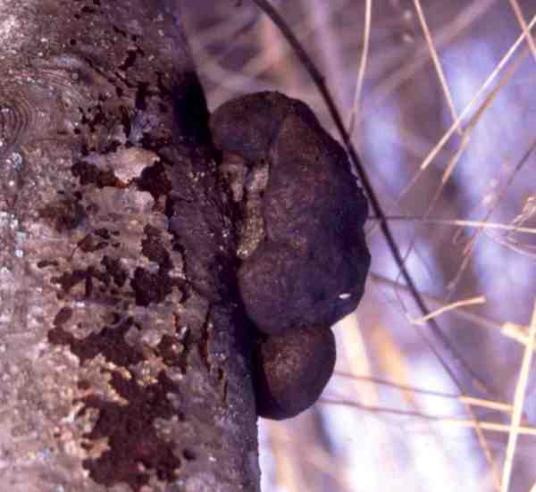 Konzentrischer Holzkohlenpilz-Daldinia concentrica