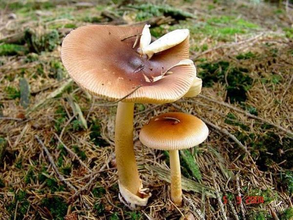 Rotbrauner Scheidenstreifling-Amanita fulva