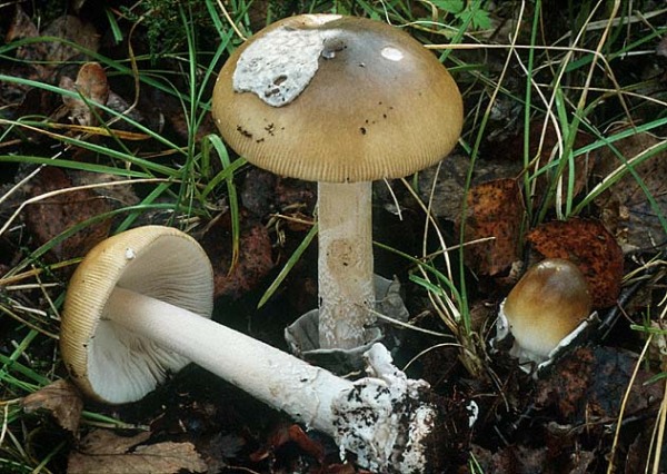 Grauhäutiger Scheidenstreifling-Amanita submembranacea