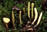 Zungen-Herkuleskeule-Clavariadelphus ligula