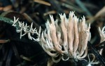 : Lentaria-Lentaria byssiseda