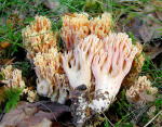 Rosagelbe Koralle-Ramaria fagetorum