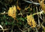 Safrangelbe Wiesenkoralle-Ramariopsis crocea