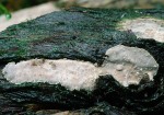 Wacholder-Schichtpilz-Amylostereum laevigatum