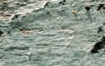Kleiiger Flockenschwamm-Boidinia furfuracea