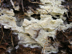 Schnallentragende Traubenbasidie-Botryobasidium subcoronatum