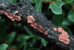Roter Weiden-Scheibenpilz-Cytidia salicina