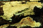Stachelsporige Lindtneria-Lindtneria trachyspora