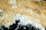 Cremefarbener Zystidenrindenpilz-Phanerochaete sordida