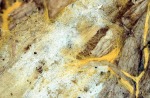 Safrangelber Hautrindenpilz-Piloderma fallax