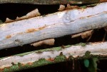 Gemeiner Rindensprenger-Vuilleminia comedens