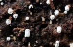 Büscheliges Hängeröhrchen-Rectipilus fasciculatus