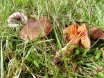 Orangefuchsiger Rauhkopf-Cortinarius orellanus