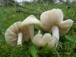 Blassgrauer Egerling-Hygrocybe fornicata
