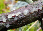 ? Zitterling-Tremella karstenii