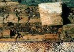 Wellige Tramete-Antrodia sinuosa
