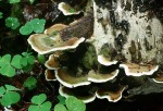 Aschgrauer Wirrling-Cerrena unicolor