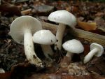 Elfenbeinschneckling-Hygrophorus eburneus