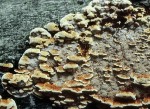 Buchen-Schillerporling-Inonotus nodulosus
