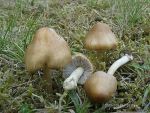 Knolliger Risspilz-Inocybe cookei