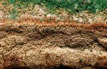 Grossporiger Feuerschwamm-Phellinus contiguus