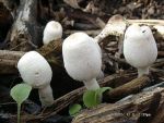 Zwiebelstieliger Faltenschirmling-Leucocoprinus cepistipes