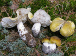 Orangebrauner Ritterling-Tricholoma arvernense