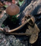 Kleinsporiger Olivschnitzling-Simocybe centunculus var. centunculus