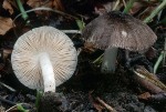 Flaumiger Dachpilz-Pluteus ephebeus