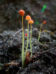 Orangeroter Helmling-Mycena acicula