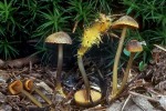 Orangeschneidiger Helmling-Mycena aurantiomarginata