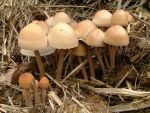 Behangener Glockendüngerling-Panaeolus papilionaceus
