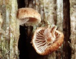 Laubholz-Muschelfuesschen-Melanotus horizontalis