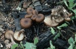 Olivbraunes Graublatt-Tephrocybe impexa
