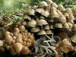 Büscheliger Faserling-Psathyrella multipedata