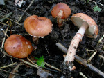 Weinrötlicher Schleimschirmling-Limacella delicata var. vinosorubescens